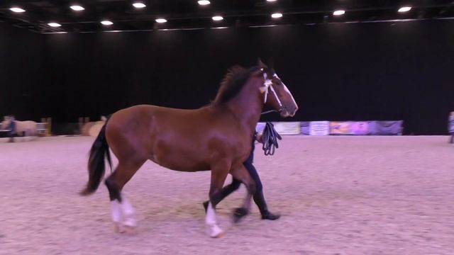 Лучшие лошади: выставка Иппосфера 2017, Ринг чемпионов /Конная выставка - разные породы лошадей смотреть онлайн