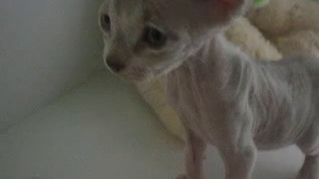 Bambino Kitten Julius смотреть онлайн