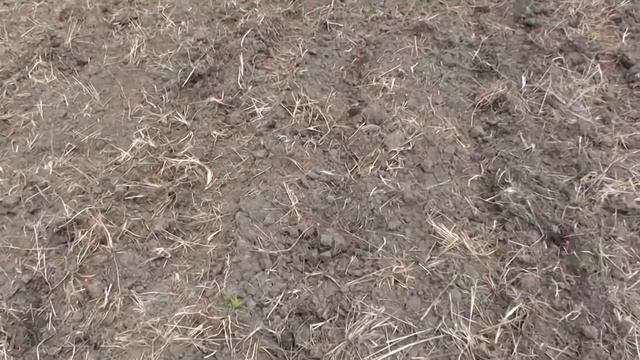 Посадка кукурузы самодельной сеялкой. смотреть онлайн