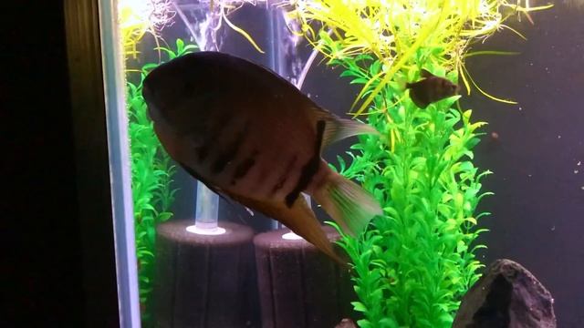 Severum Cichlid Care and Breeding: A Large Center Piece Fish! смотреть онлайн