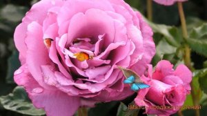 Роза флорибунда Шокинг Блю ? флорибунда роза Шокинг Блю обзор: как сажать, саженцы розы Шокинг Блю