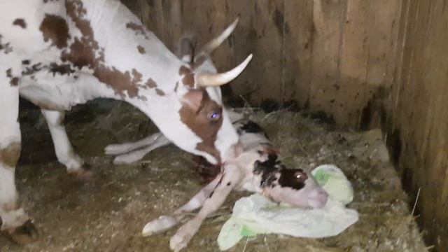 РОДЫ КОРОВЫ! Наш первый опыт в отеле. #отел #второйотел #корова #рожает #теленок #ферма смотреть онлайн