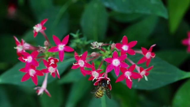 {Flower Cafe. 65} Pentas lanceolata in SINGAPORE / Bellissimo, Doug Maxwell смотреть онлайн