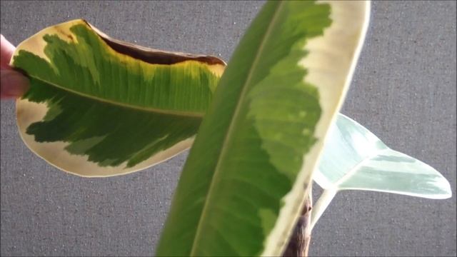 Фикус домашний. Фикус каучуконосный - формирование кроны фикуса