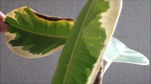 Фикус домашний. Фикус каучуконосный - формирование кроны фикуса