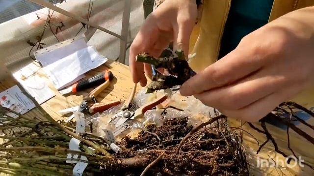 Питомник роз Александра. Блогерские Розы. 20 апреля 2023 г. смотреть онлайн