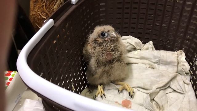 Внезапный птенец сокола- пустельги. Детский сад 2021 открылся!) выкармливание птенца сокола смотреть онлайн