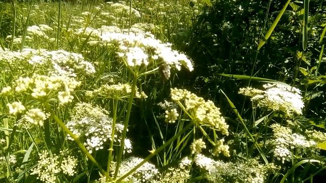 Хищная муха ктырь,бронзовки мрачная,золотистая,оленка. Муха журчалка пчеловидка. смотреть онлайн