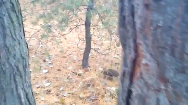 колючий брат 1 смотреть онлайн