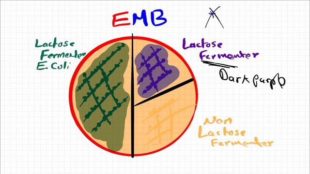 Enterobacteriaceae 2: Laboratory Diagnosis смотреть онлайн