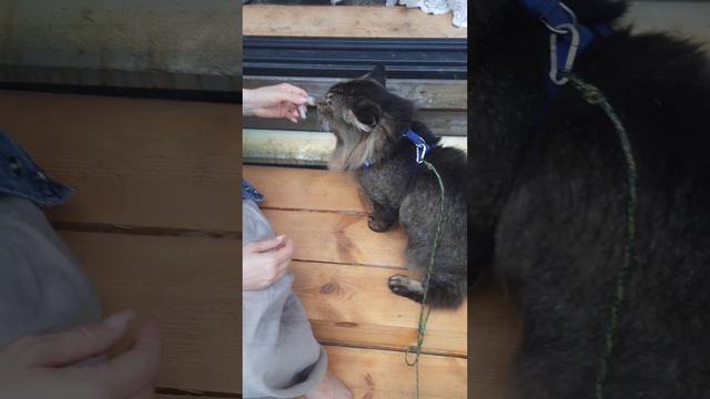 ? Первый парень на деревне. Харизматичный кот смотреть онлайн