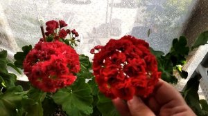 Пеларгонии Johanna fr Sattraby и "Роза Будды" (усл.) сравнение красных розебудных сортов