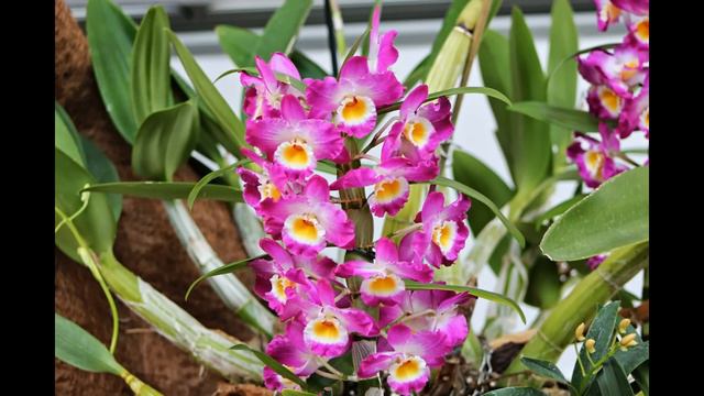 Orquideas. HD-3D. Arte y Jardinería Diseño de Jardines смотреть онлайн