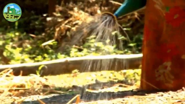 How to Make Money - Cardamom Farming with High Profit - How to Grow Cardamom - Elaichi Farming смотреть онлайн