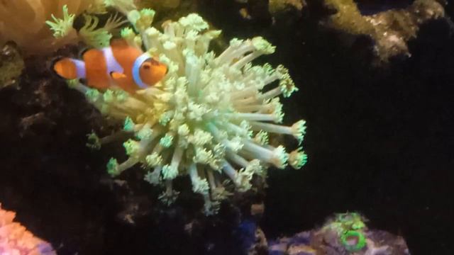 alveo +621327519767 смотреть онлайн