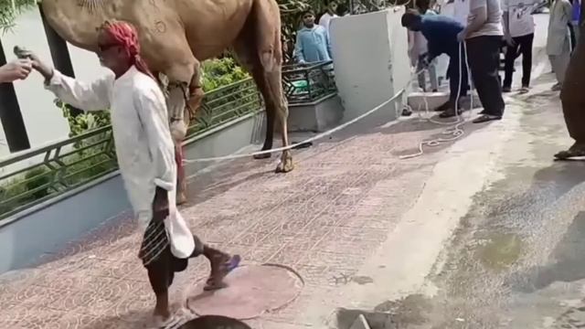 Pakistani Muslims slaughter a camel to celebrate the Eid al-Adha StraysCamel sacrifice AG productio смотреть онлайн