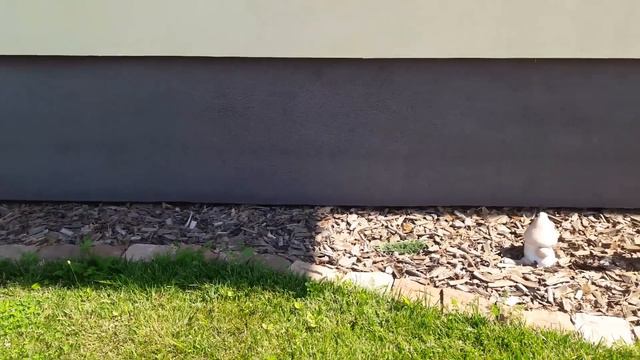 ГОРТЕНЗІЇ ПОЧАТОК ЦВІТІННЯ смотреть онлайн