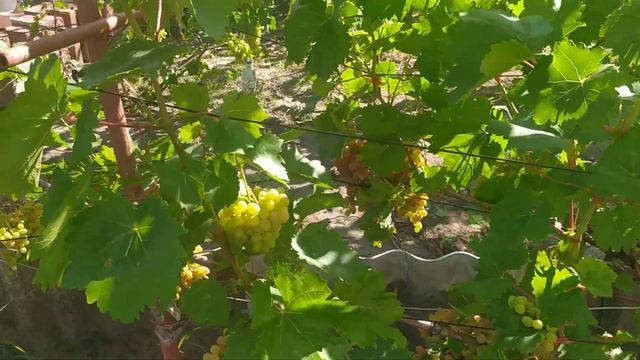 Велес на 10 августа. Сколько он тянет гроздей. смотреть онлайн