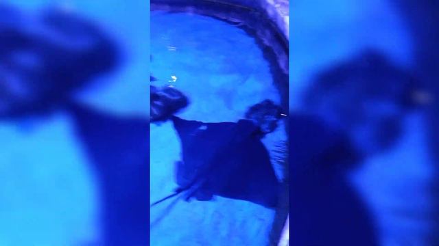 Киев: День 2. Мы в океанариуме! Пираньи, золотые рыбки и не только! Путешествуем по Украине вместе смотреть онлайн