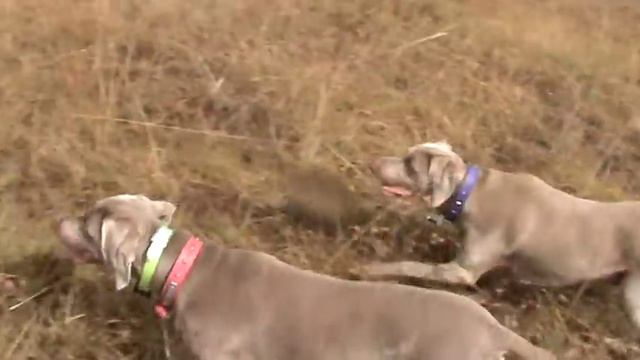 weimaraner quail hunt no 3 смотреть онлайн