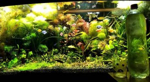 Свет в аквариуме ч.3. Есть фотосинтез!?