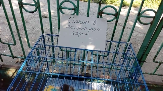 Котейцы!! смотреть онлайн
