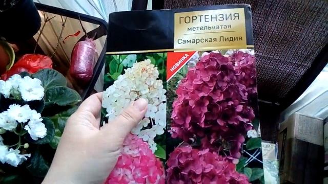 Гортензии Самарская Лидия, скайфул, Литл блоссом. смотреть онлайн