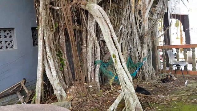 Banyan tree temple , Tanjung pinang Bintan ,Riau ,Indonesia смотреть онлайн