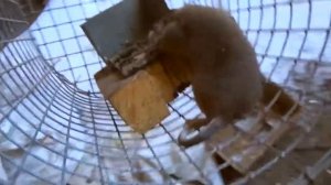 Как избавиться от крыс . Супер крысоловка. How to get rid of rats and mice Super rat trap