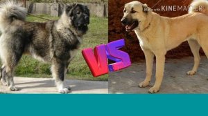 Кавказская овчарка против Кангала. Caucasian Shepherd Dog against Kangal.
