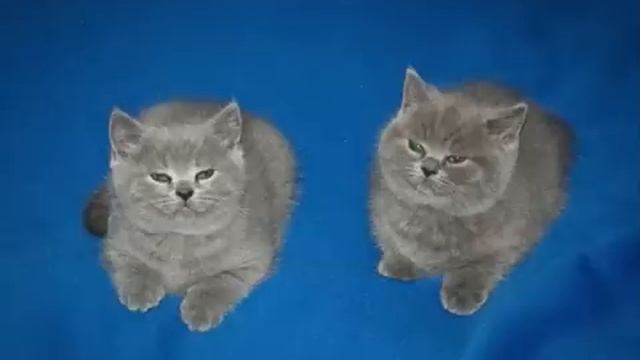 just the two of them смотреть онлайн