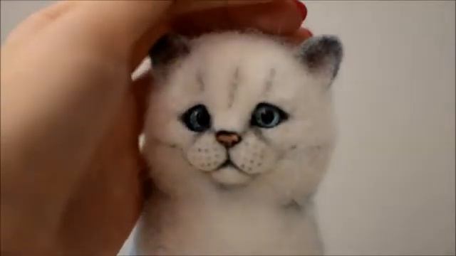Кот серебристый британец сухое валяние смотреть онлайн