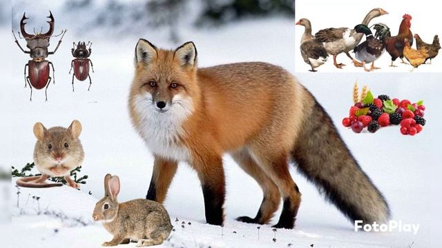 Аплікація на тему "Лисичка" смотреть онлайн