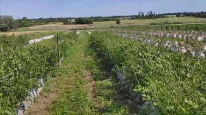 Обзор плантация голубики в горшках в июне 2021 года