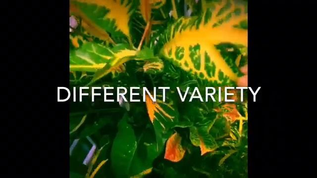LETS LEARN ABOUT CROTONS (Codiaeum Variegatum)