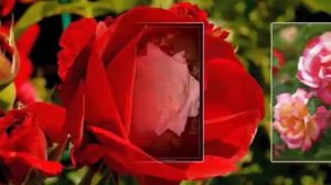 Я встретил розу, она цвела (Магамет Дзыбов)