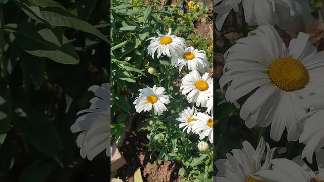 счастье в мелочах #утро #ромашки #бабочки #дом #доброеутро #жизнь #лето #июнь смотреть онлайн