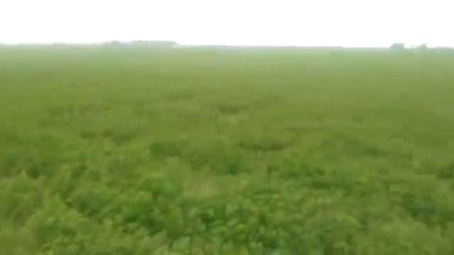 Посев Суданки или Суданской травы. МТЗ 82 сеялка Hassia 2500. смотреть онлайн