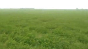 Посев Суданки или Суданской травы. МТЗ 82  сеялка Hassia 2500.