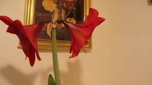 My amaryllis in full bloom. May 2, 2022. смотреть онлайн