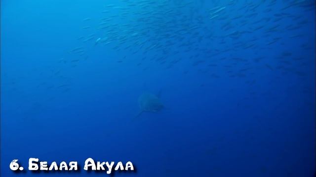 10 ХИЩНЫХ РЫБ, с которыми ЛУЧШЕ НЕ СВЯЗЫВАТЬСЯ смотреть онлайн