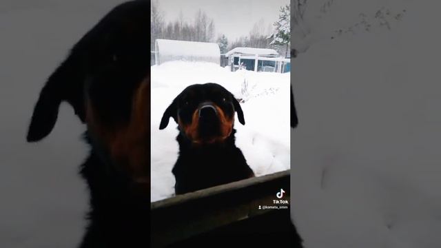 В память о моей собаке. Ку-ку, куда от ротвейлера все делись?