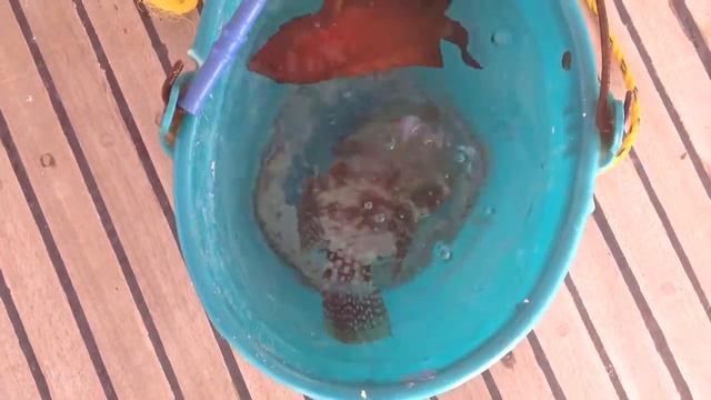 Две рыбы из Египта смотреть онлайн