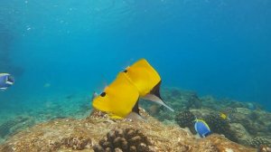 Maldive, Dreamland the unique sea & lake resort / spa, Baa Atoll