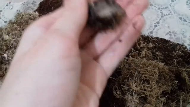 Коллекция улиток)♡~~~Первое видео●●●