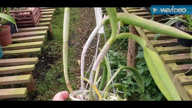 Dicas de Cultivo de Orquídeas 487 смотреть онлайн