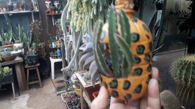 #IDEIAS com Galão de Cinco Litros: "Reciclagem" Vasos alternativos! смотреть онлайн