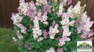 Венгерская сирень