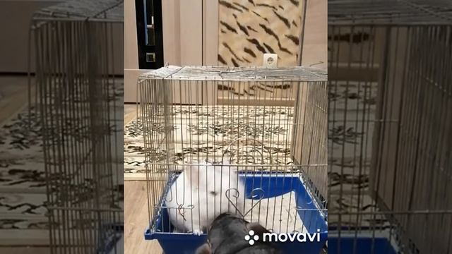 Песок для шиншилл. смотреть онлайн