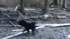притравка на кабана лайка Чина 10 месяцев